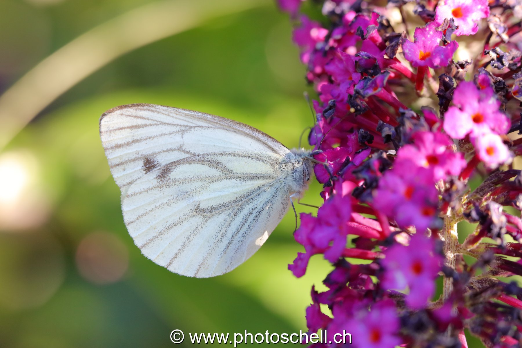 Papillon sur les fleurs d'un arbre à papillons
