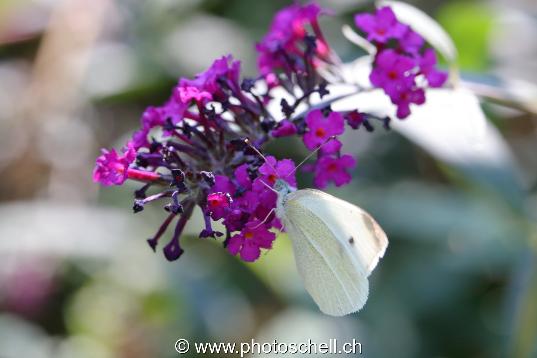 Papillon sur les fleurs d'un arbre à papillons