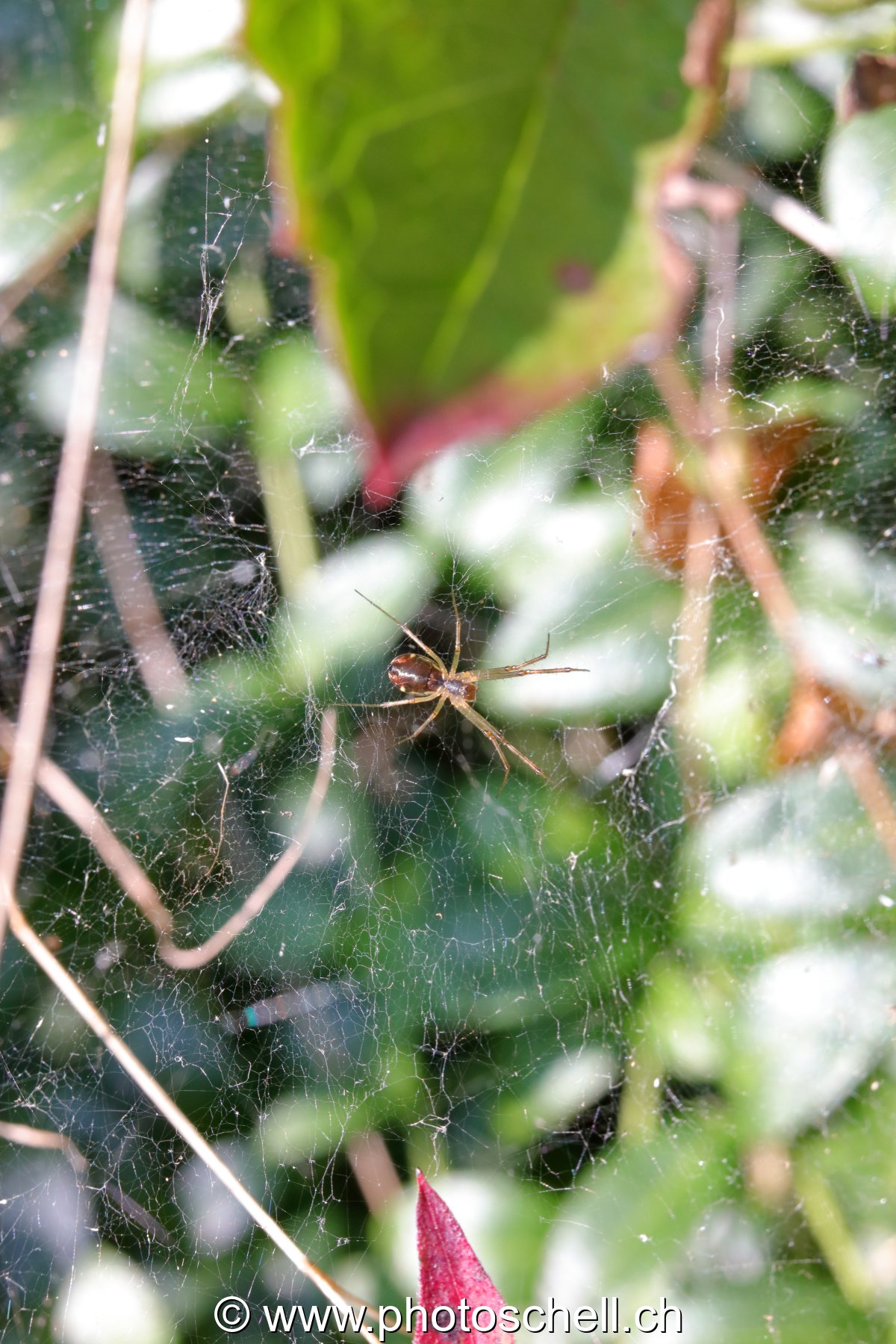 Araignée au milieu de sa toile