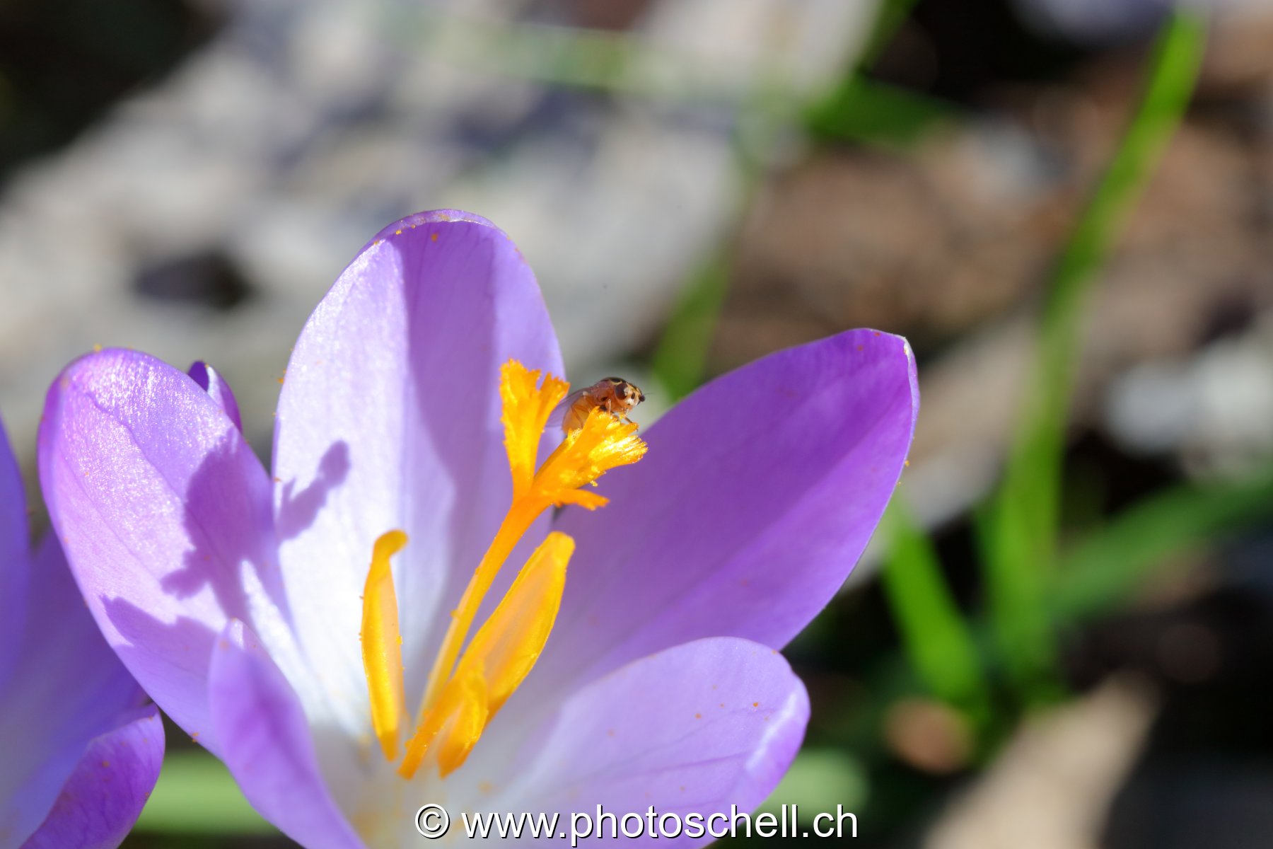 Petite mouche sur un crocus