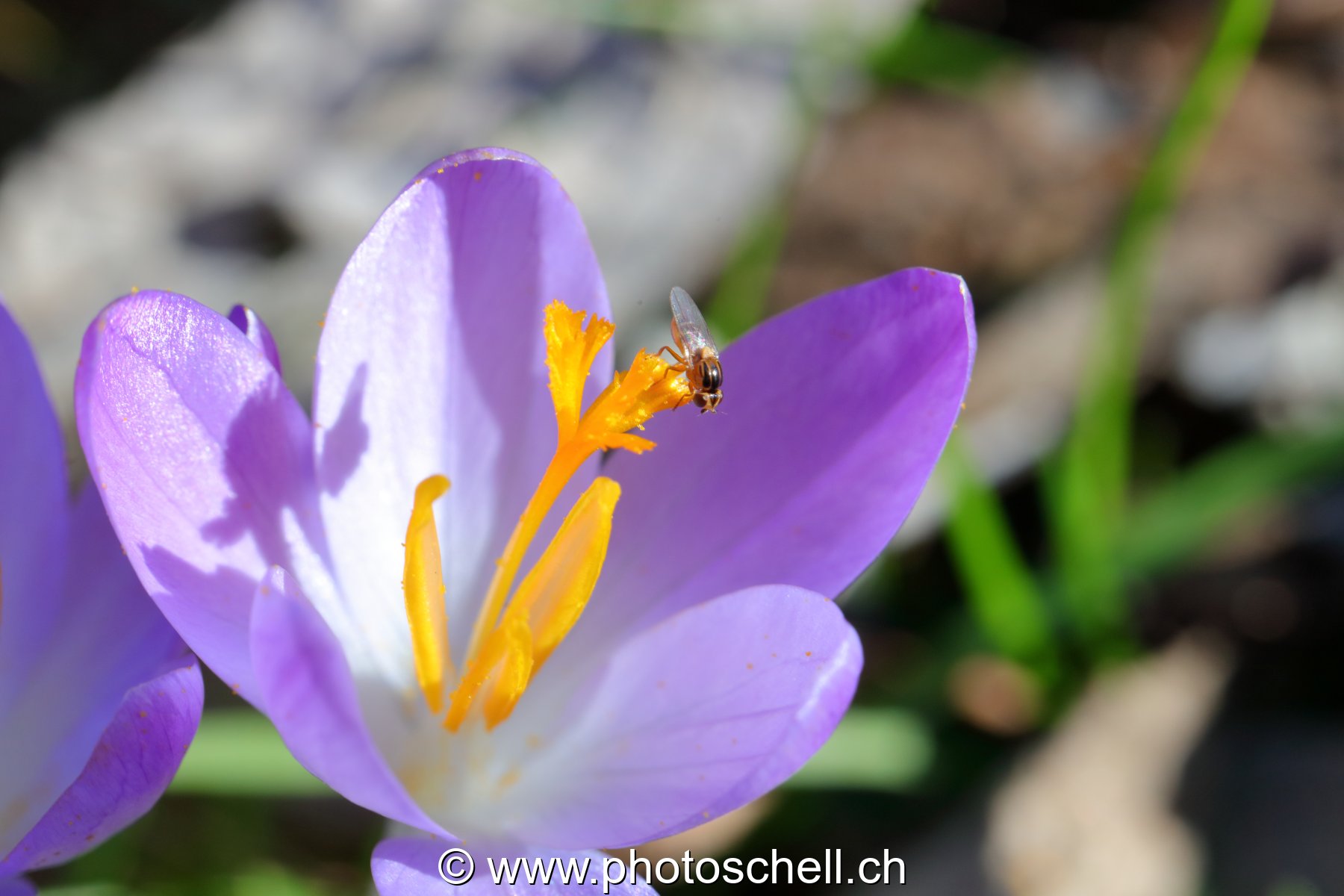 Petite mouche sur un crocus