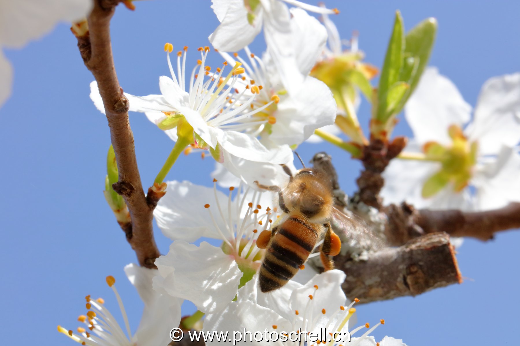 Abeille au printemps