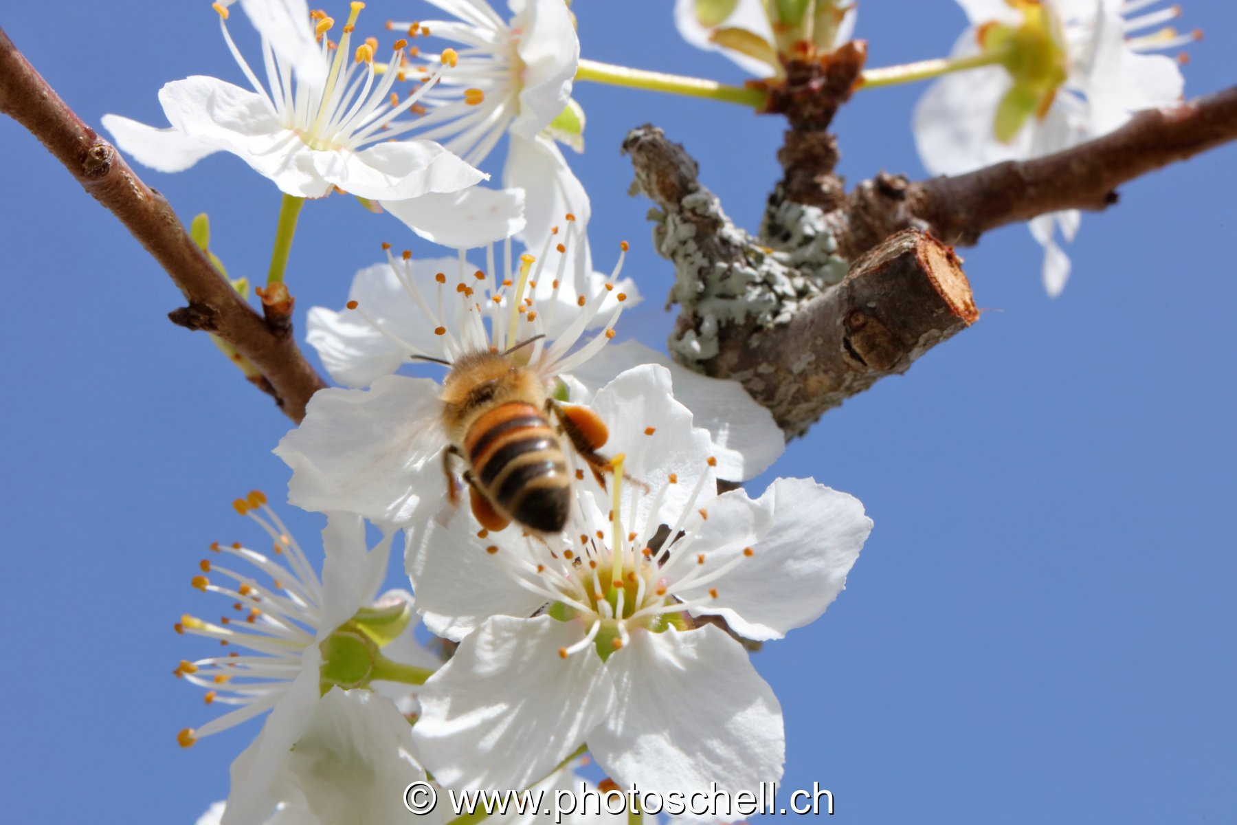 Abeille au printemps