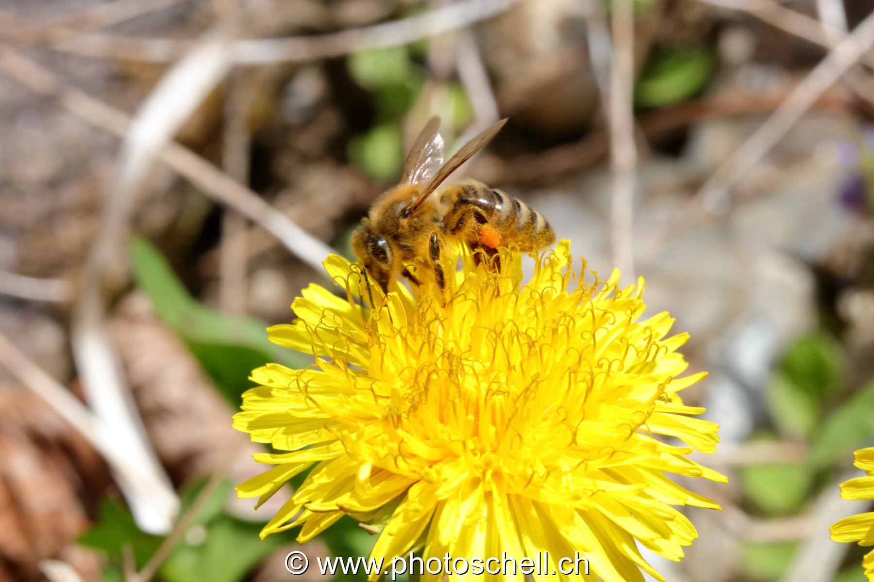 Abeille sur son pissenlit