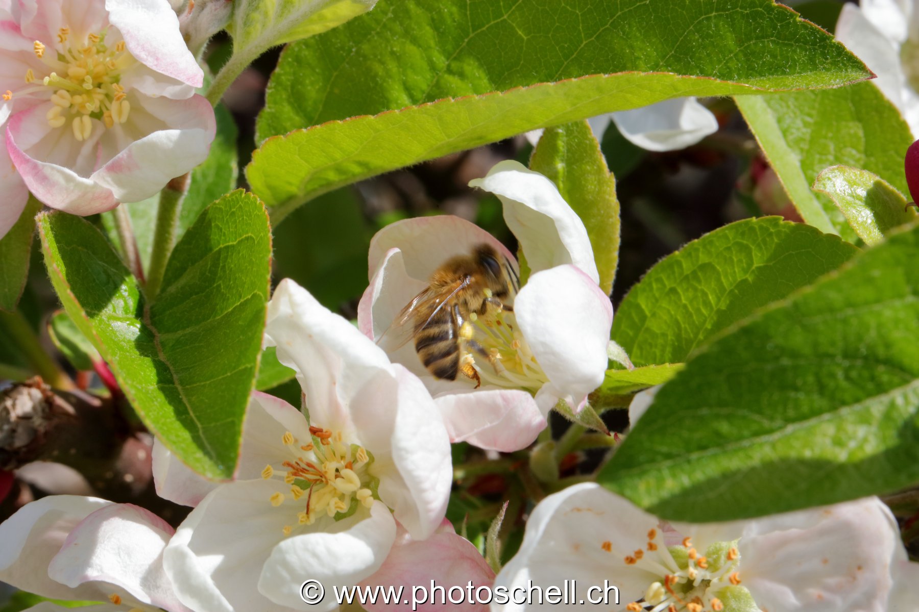 Abeille au printemps