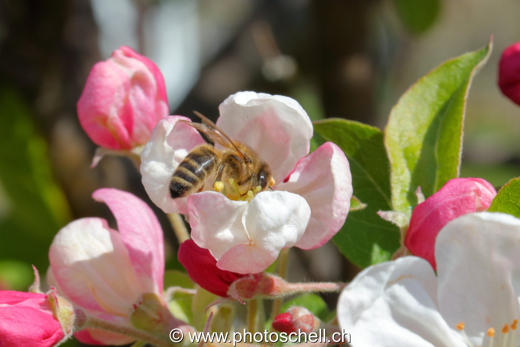 Abeille au printemps