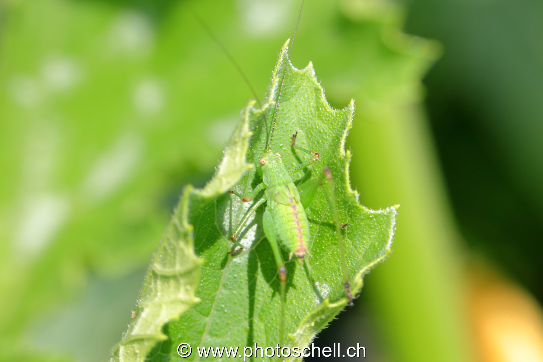 Insecte sur une feuille