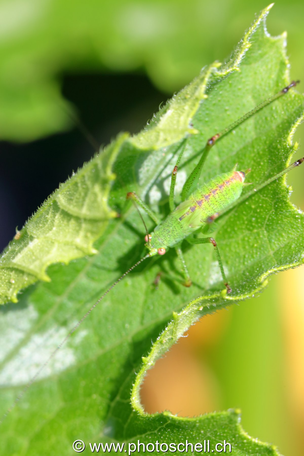 Insecte sur une feuille