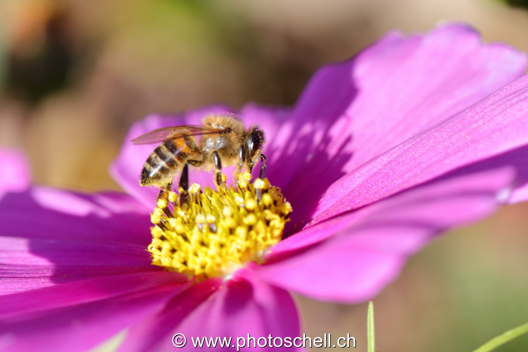 Abeille sur un cosmos (macro)