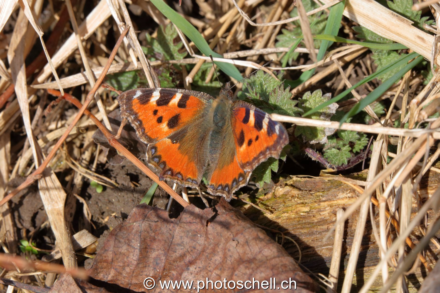 Papillon