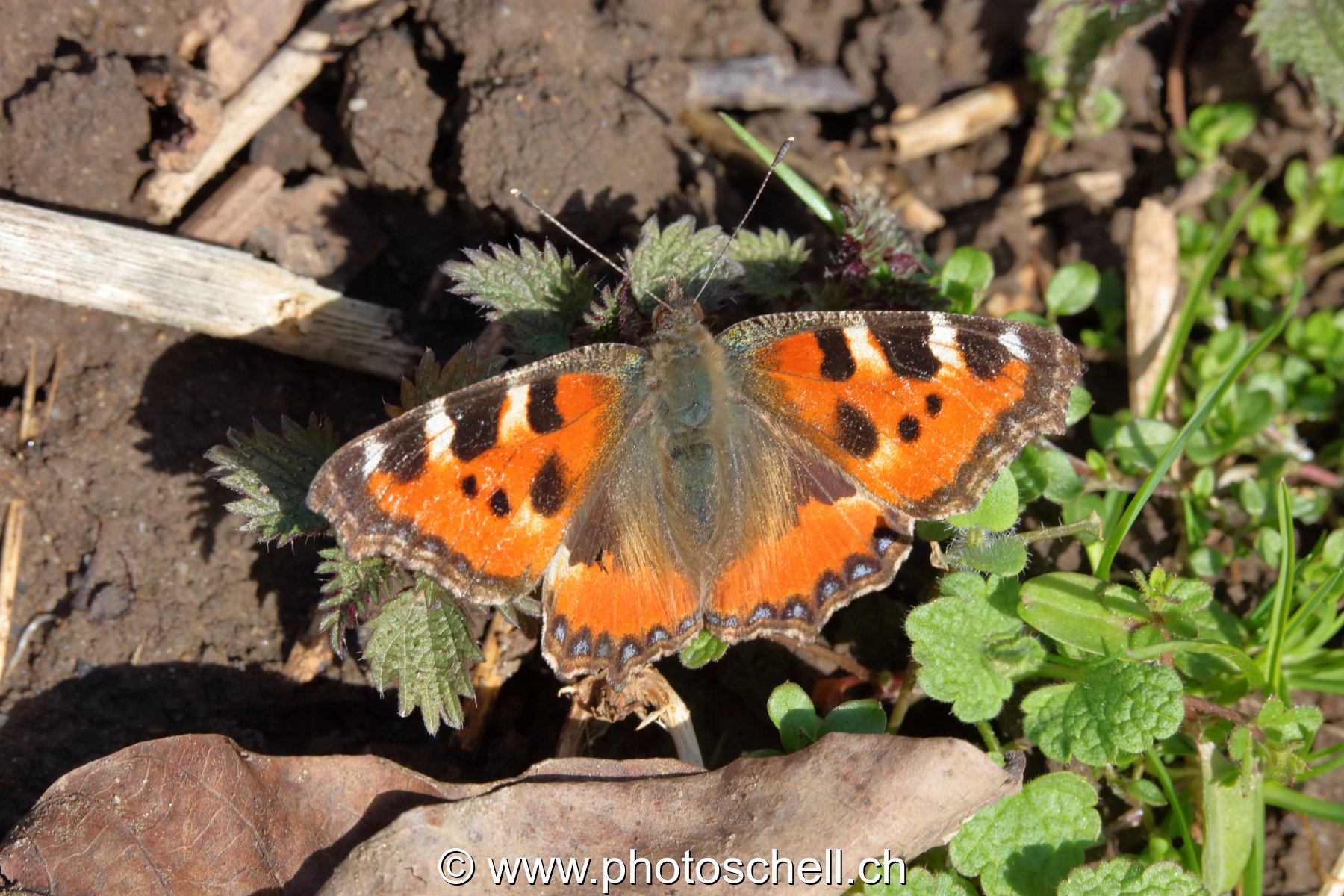 Papillon