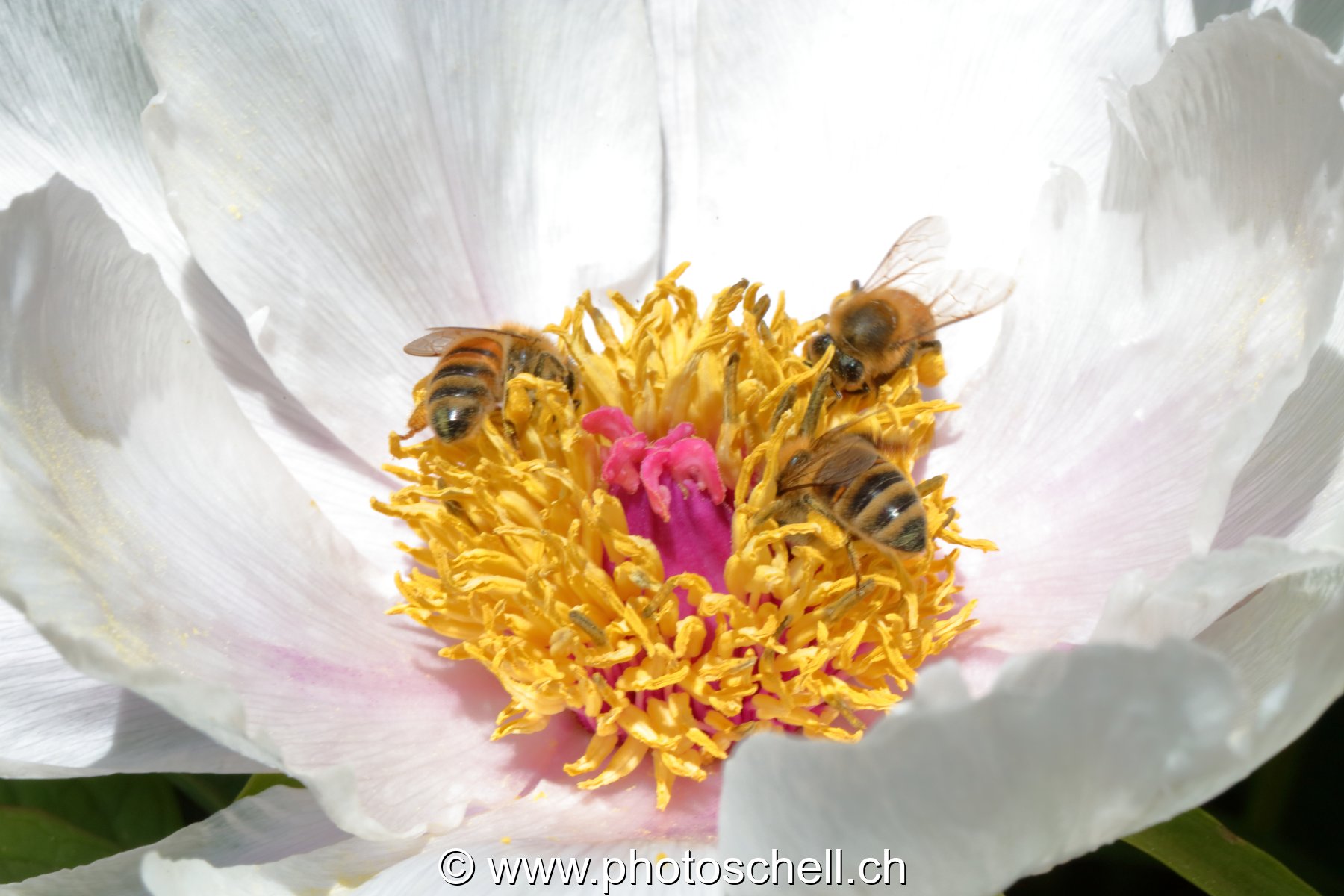 Abeilles se remplissant les poches de pollen