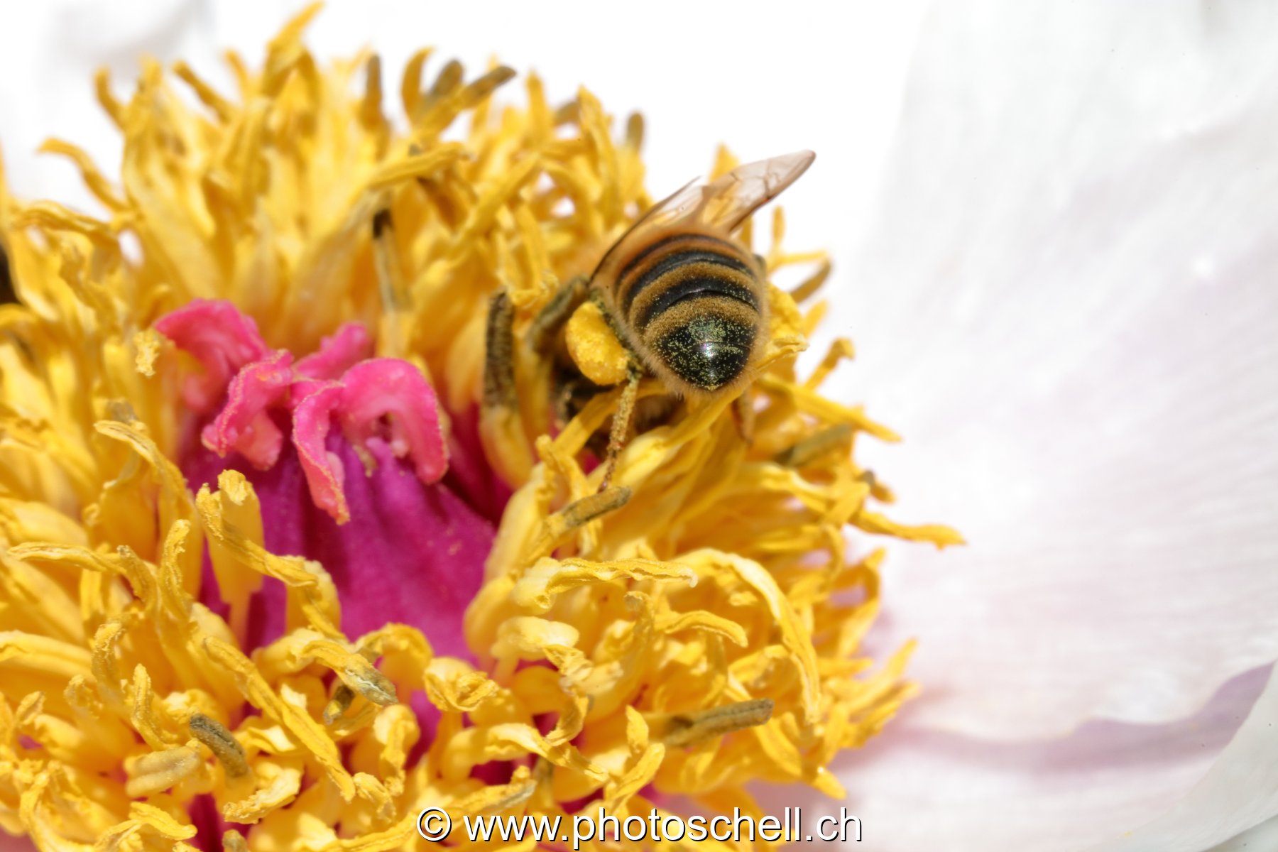 Abeilles se remplissant les poches de pollen