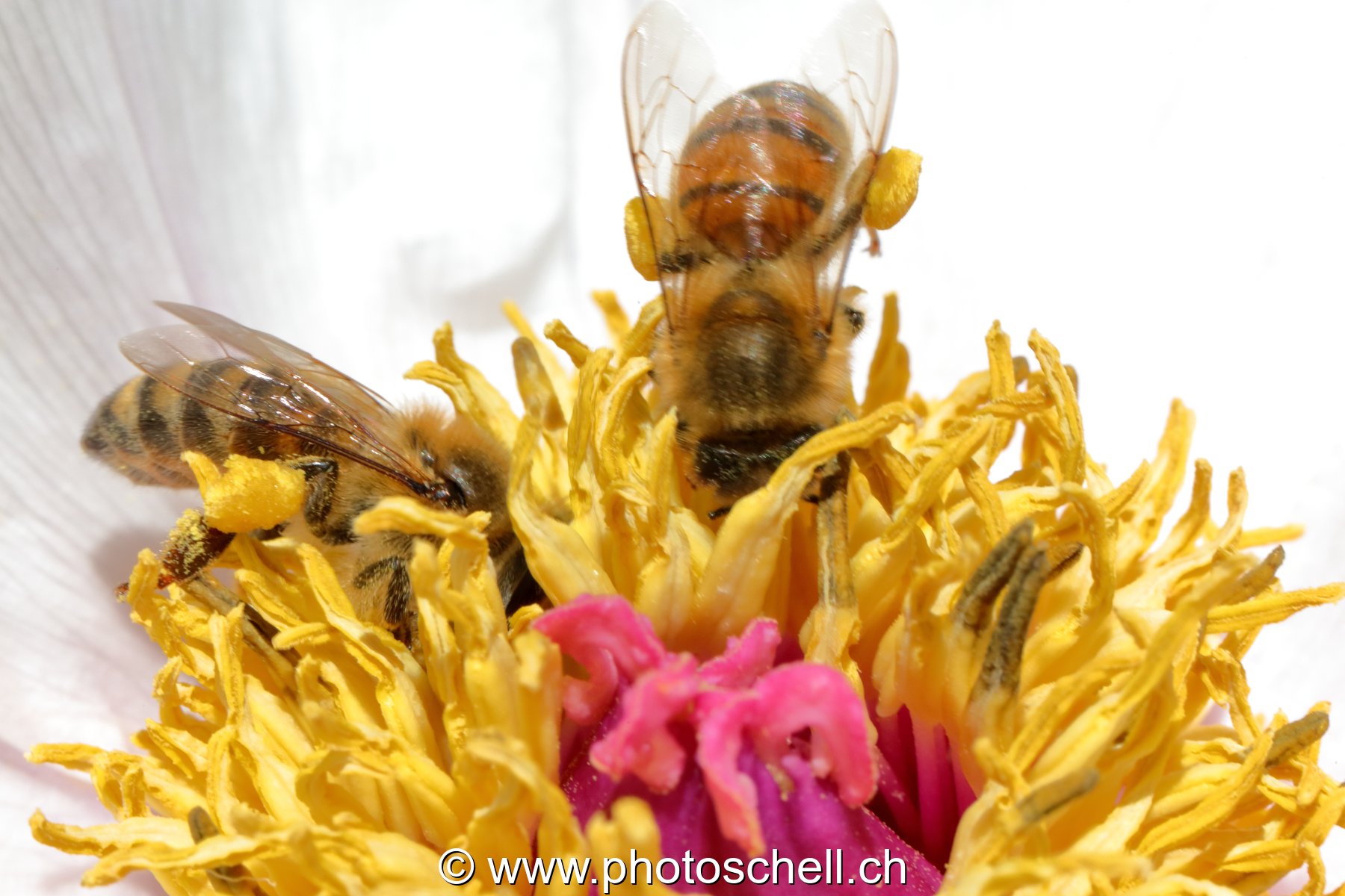 Abeilles se remplissant les poches de pollen (macro)