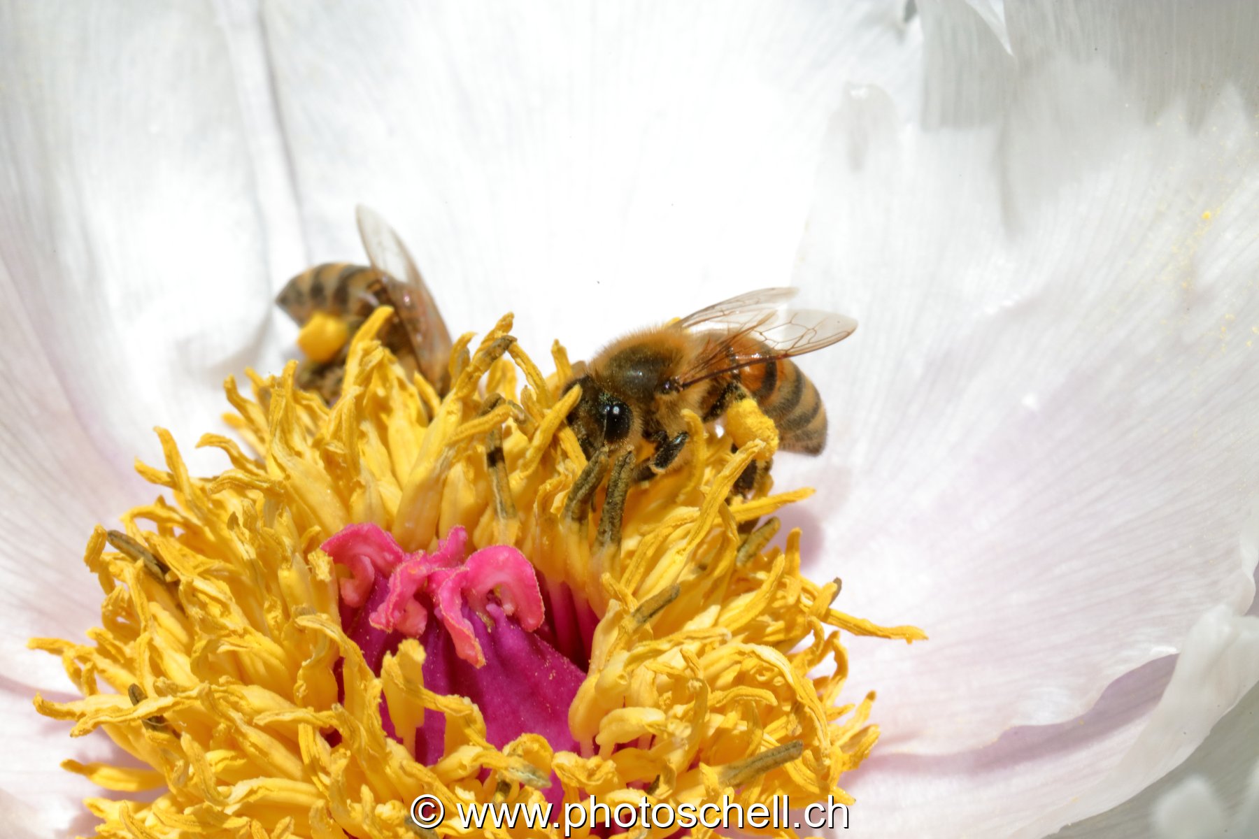Abeilles se remplissant les poches de pollen