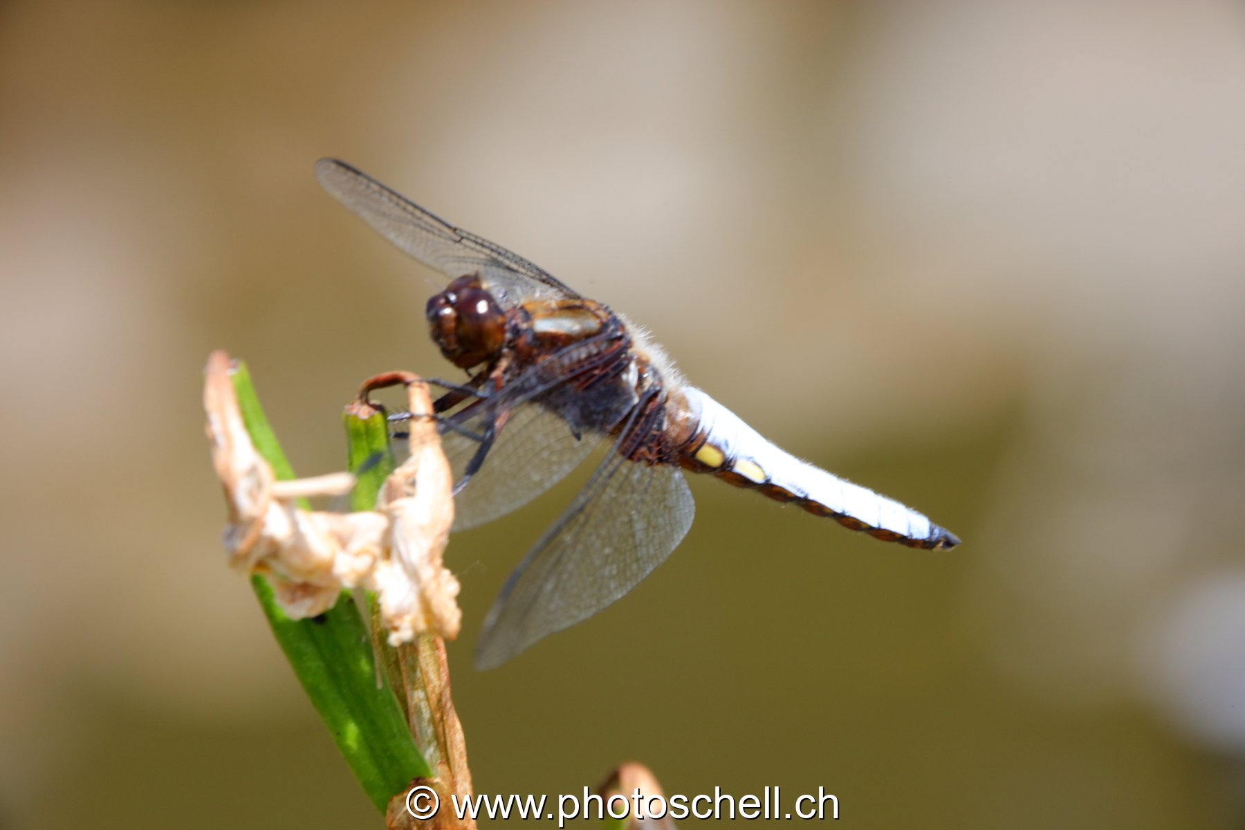 Libellule