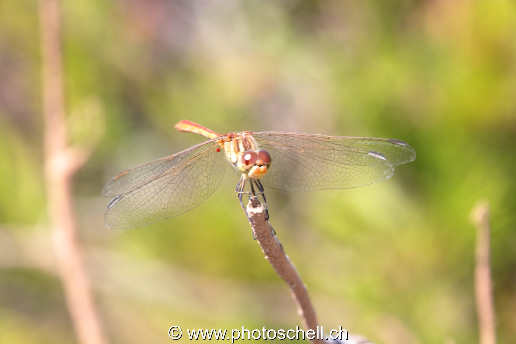 Libellule (macro)