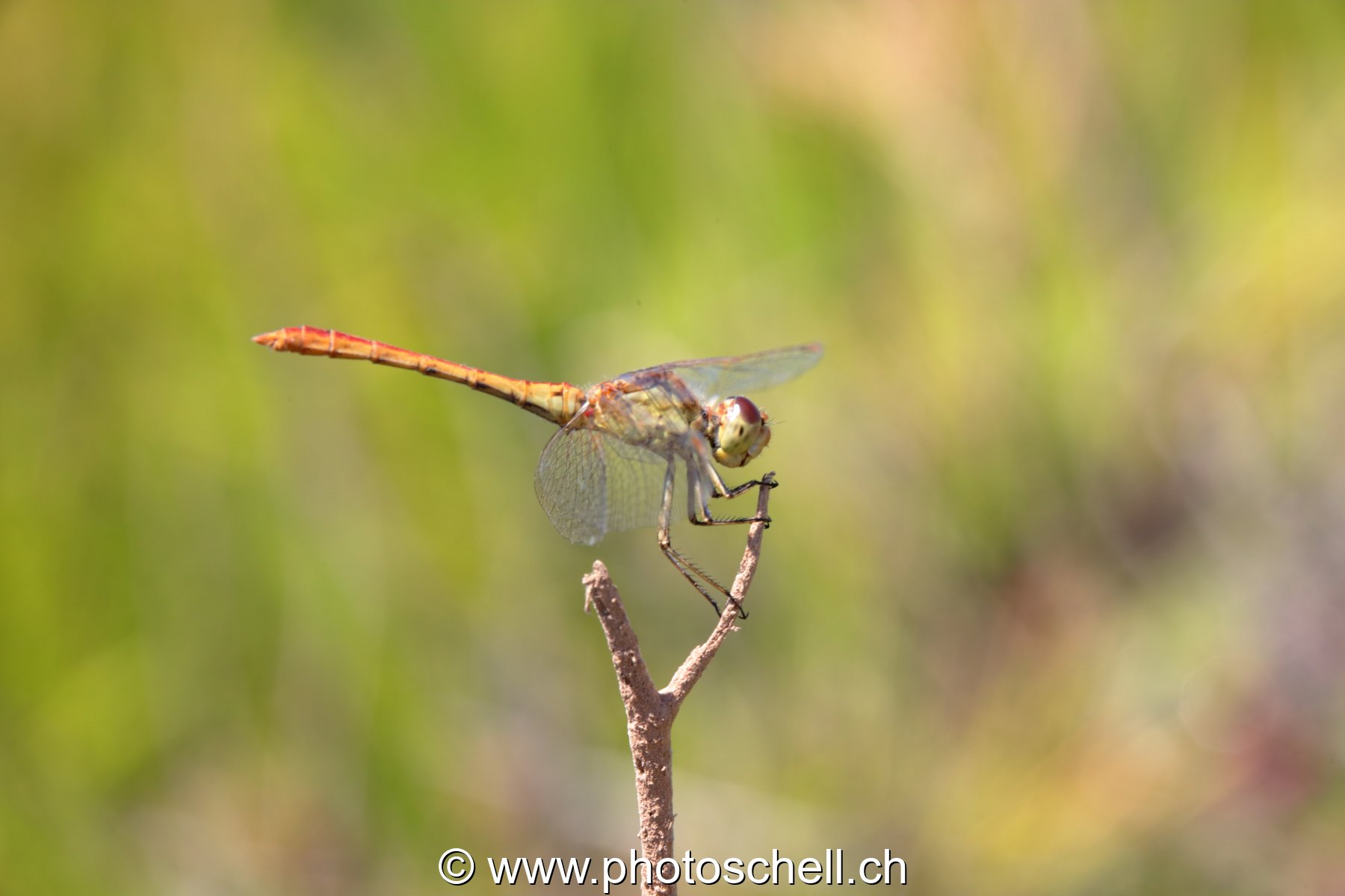 Libellule (macro)
