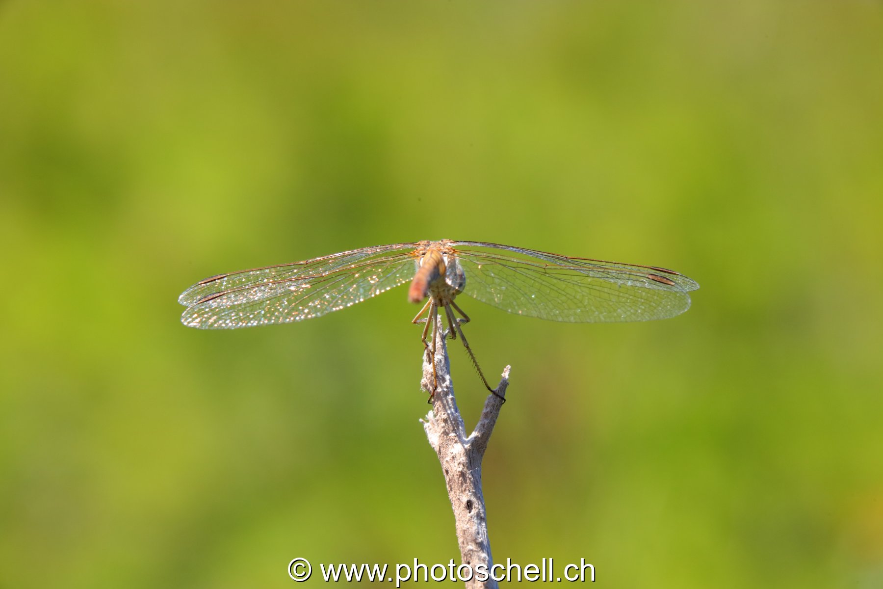 Libellule (macro)
