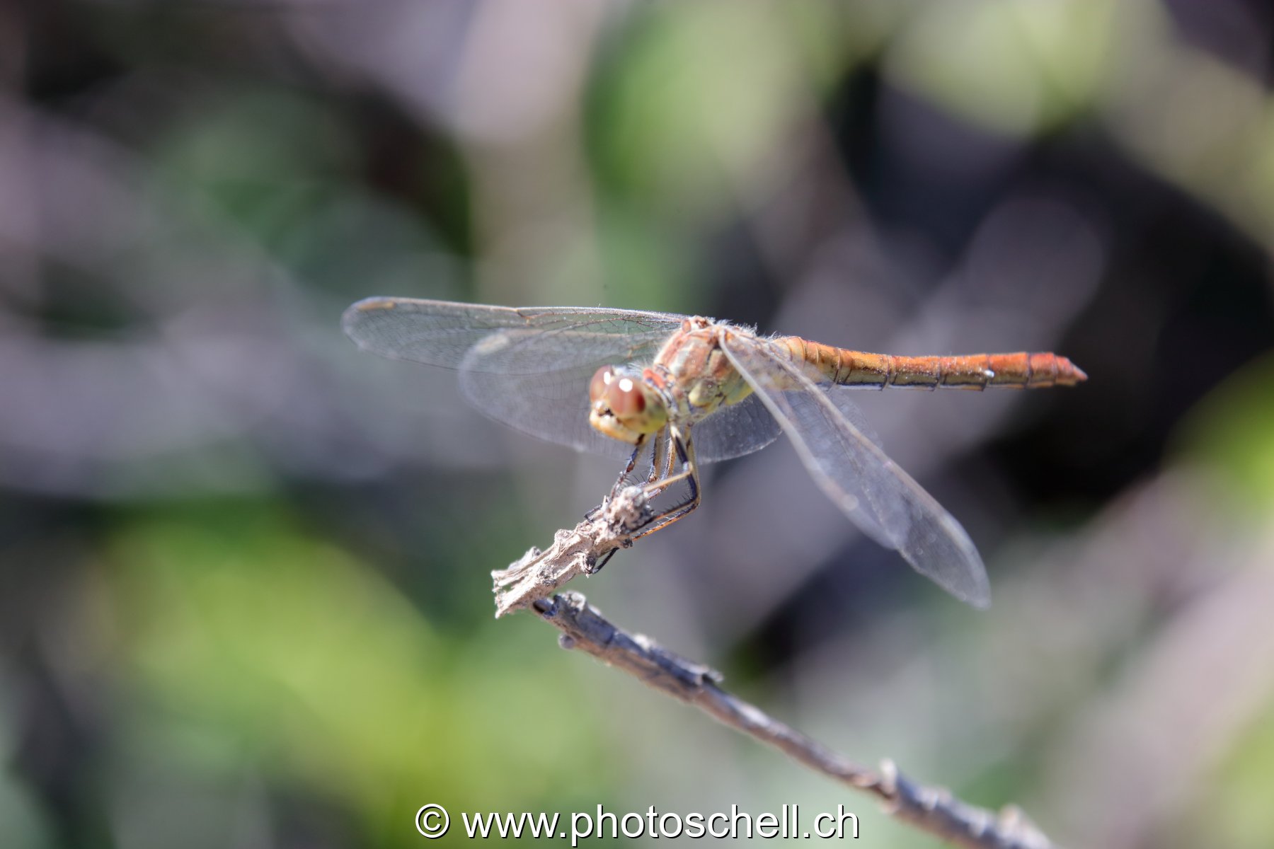 Libellule (macro)