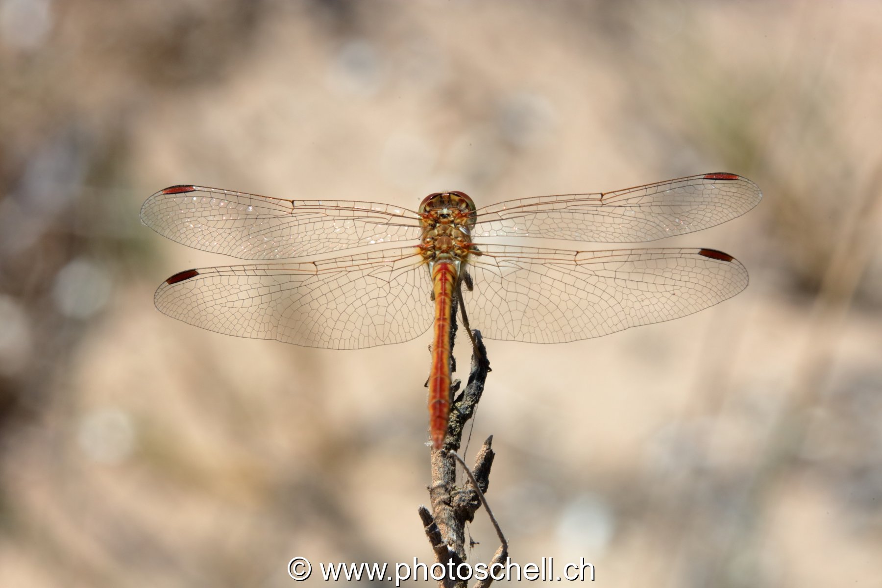 Libellule (macro)
