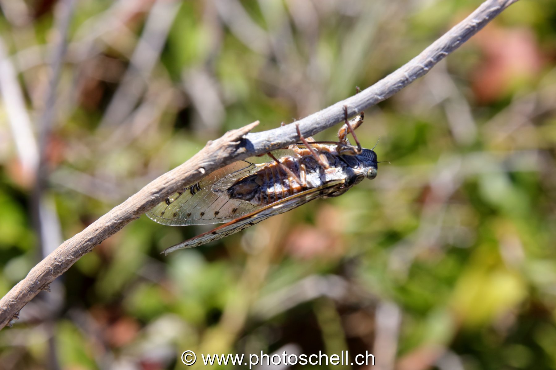 Cigale (macro)