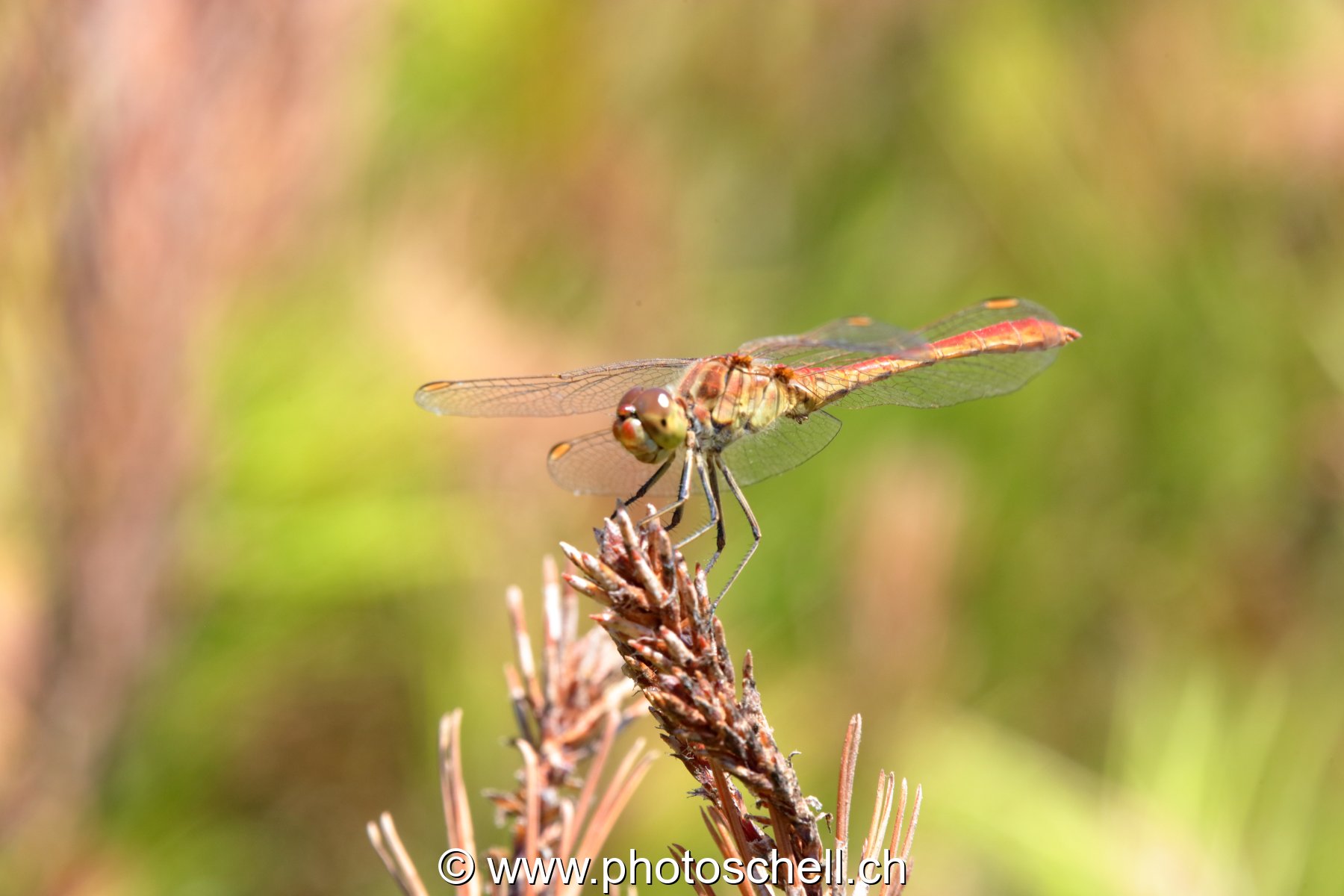 Libellule (macro)