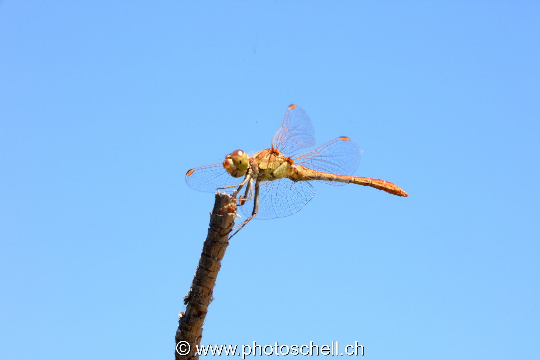 Libellule (macro)