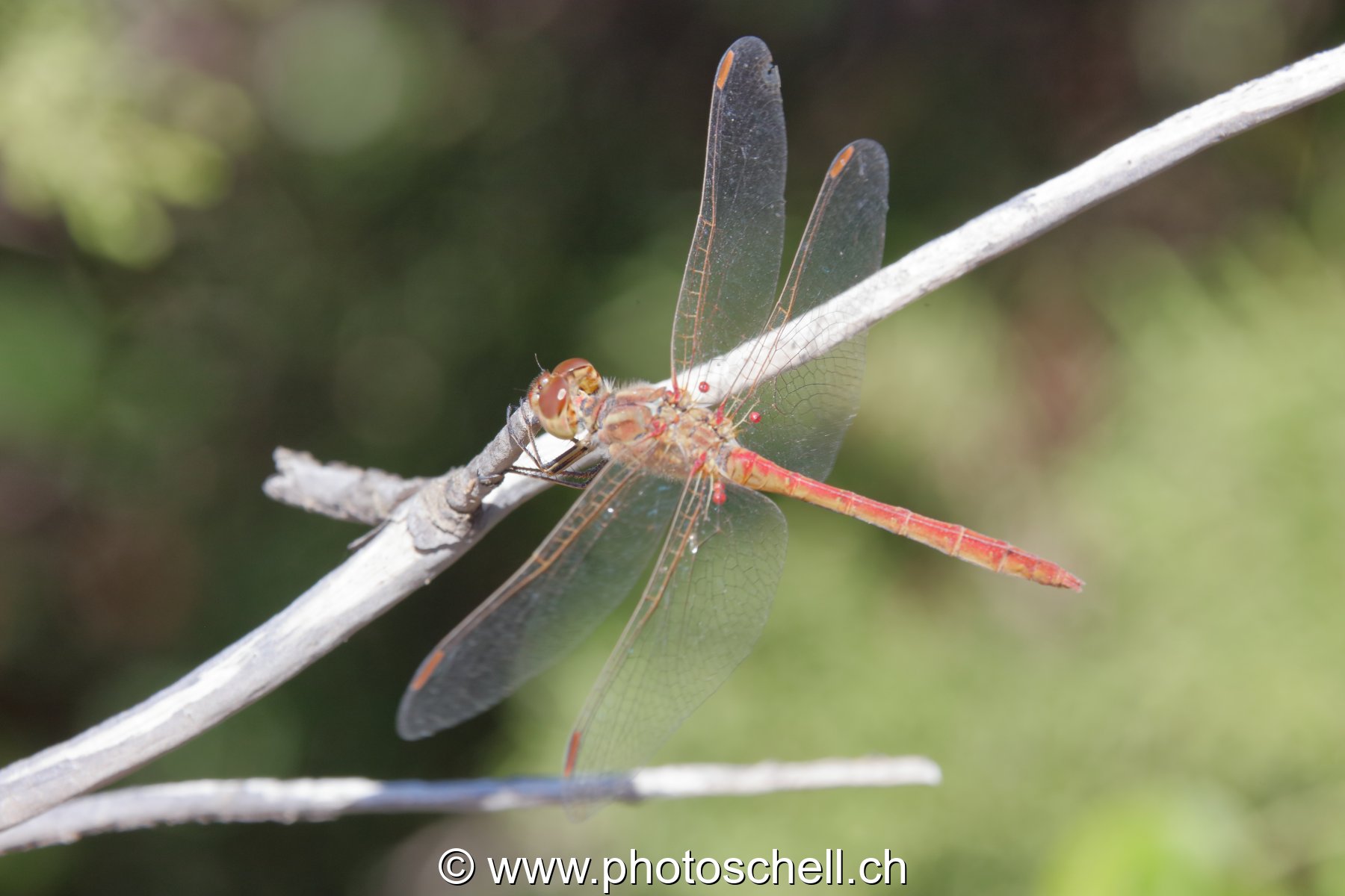 Libellule (macro)