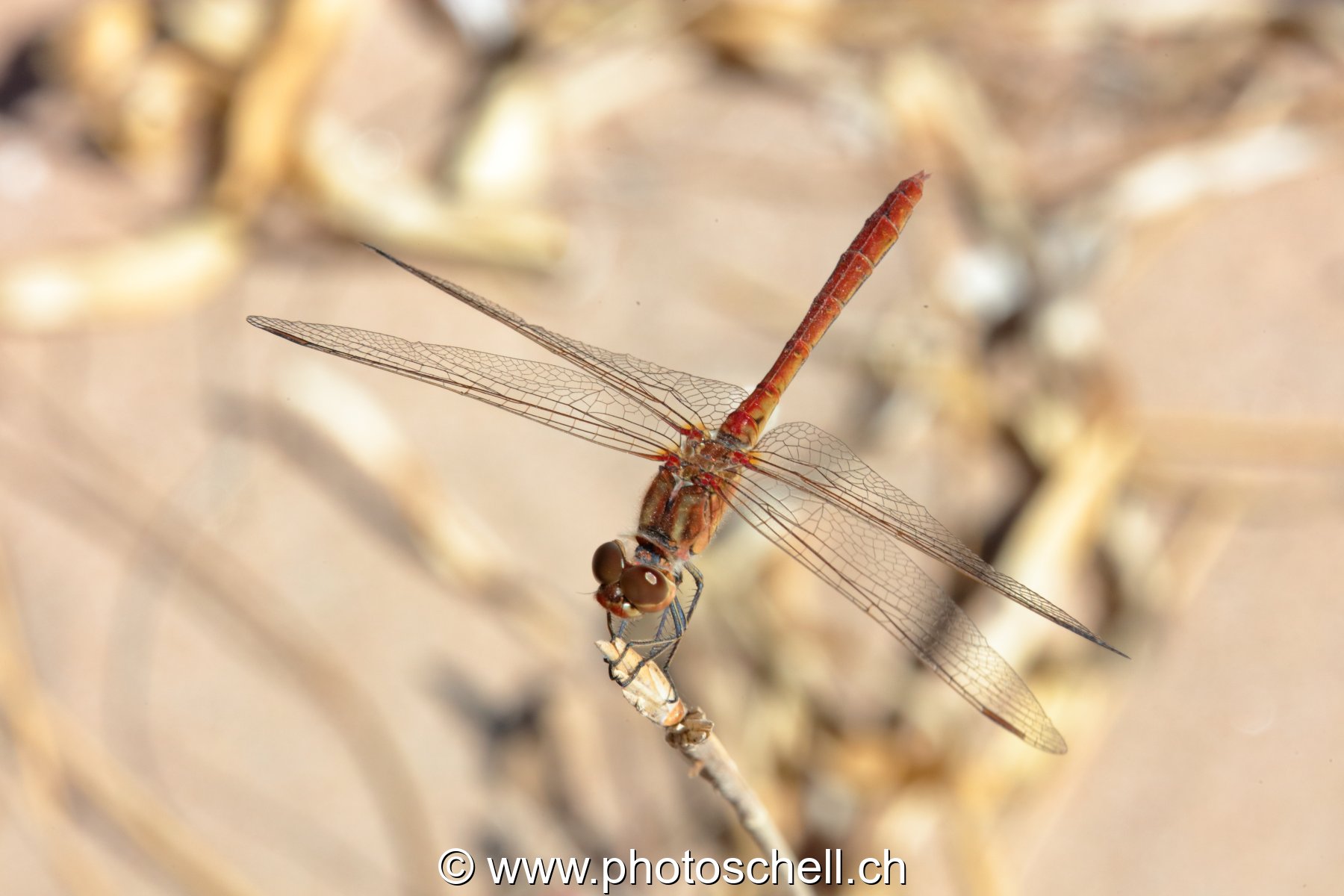 Libellule (macro)
