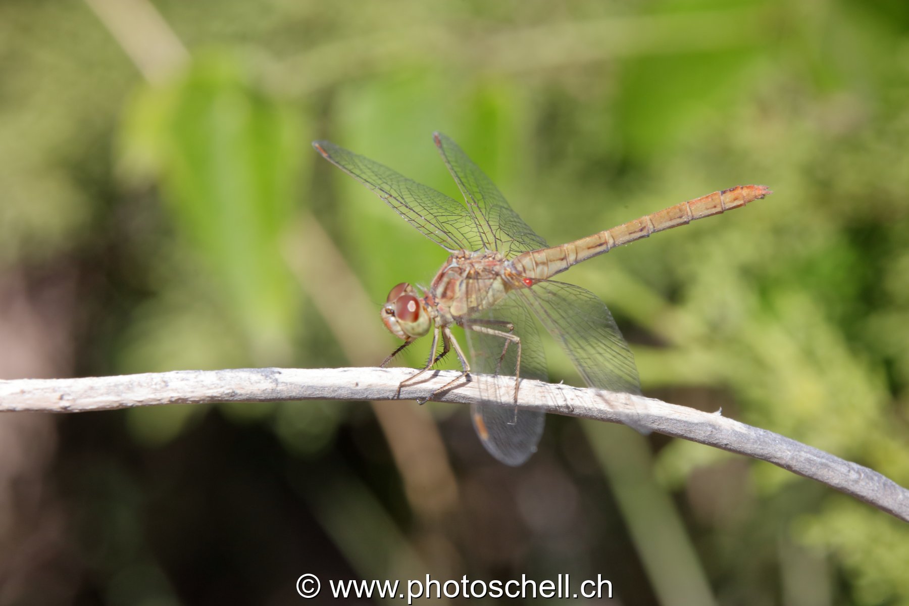 Libellule (macro)