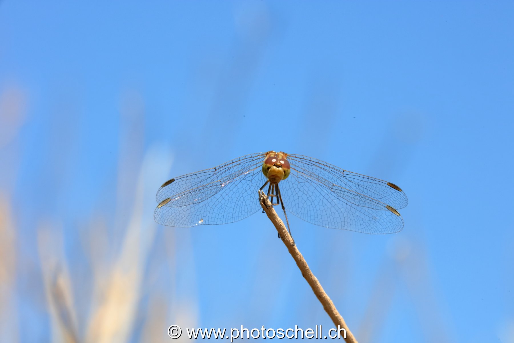Libellule (macro)