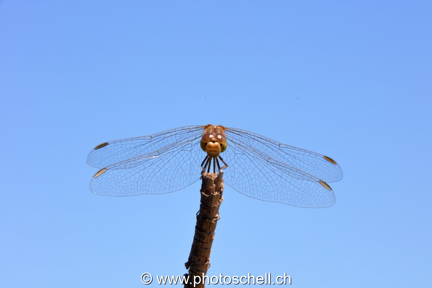 Libellule (macro)