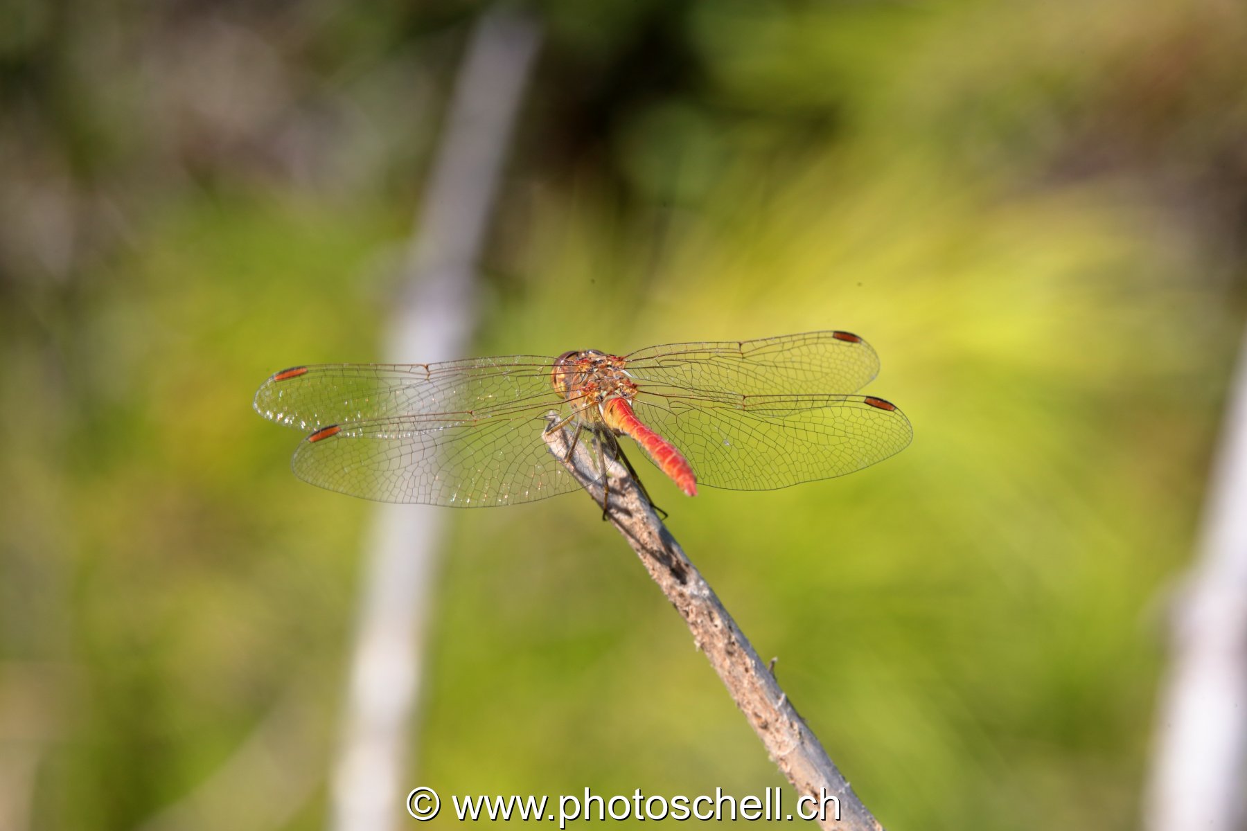 Libellule (macro)
