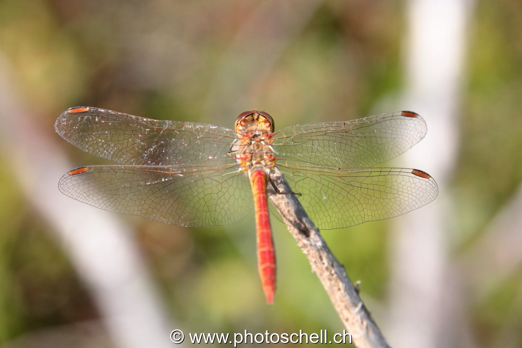 Libellule (macro)