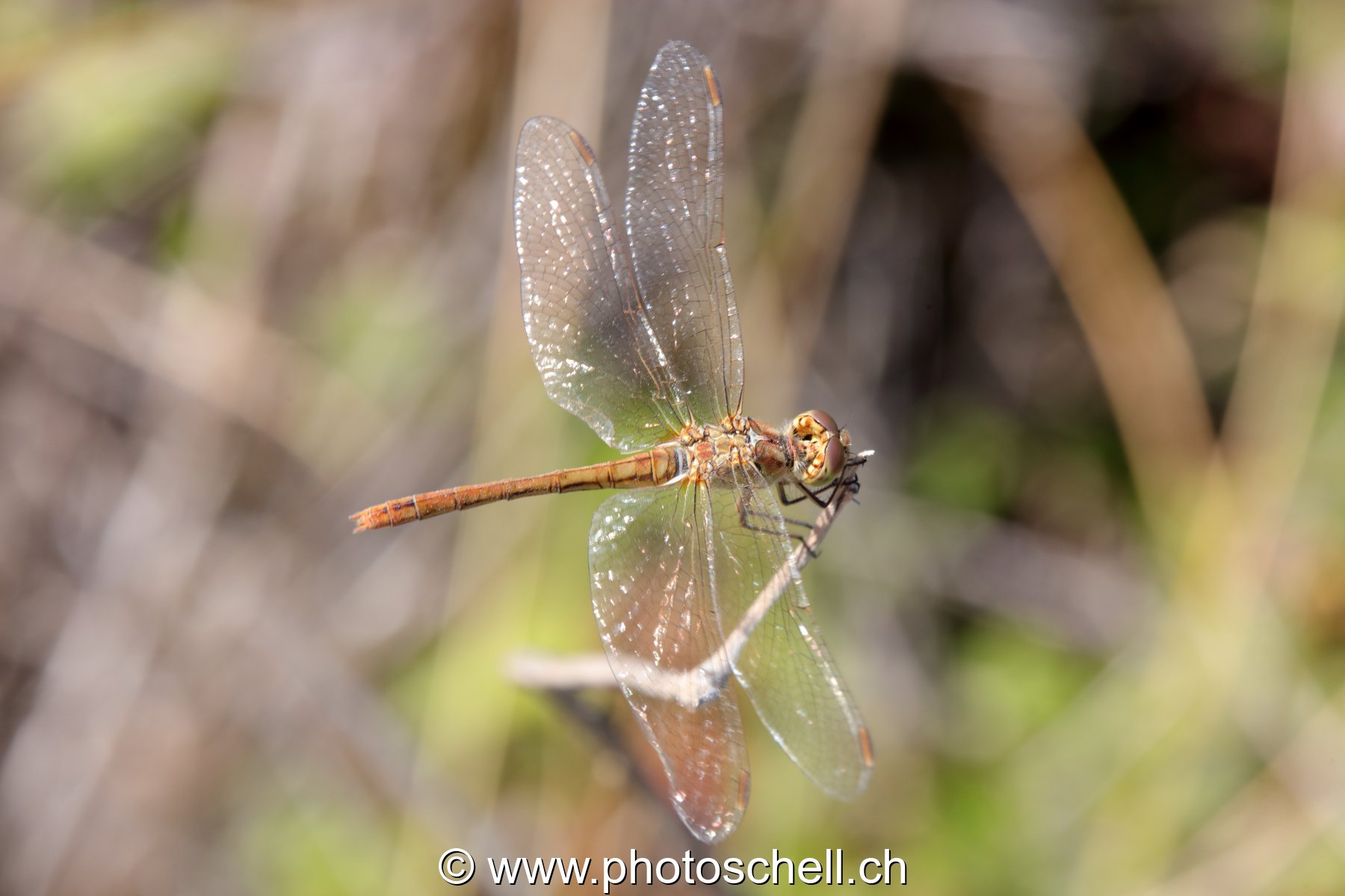 Libellule (macro)