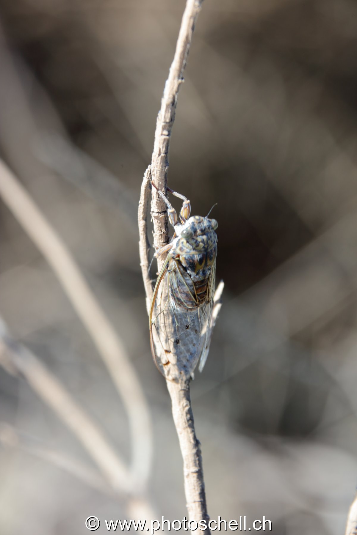 Cigale (macro)