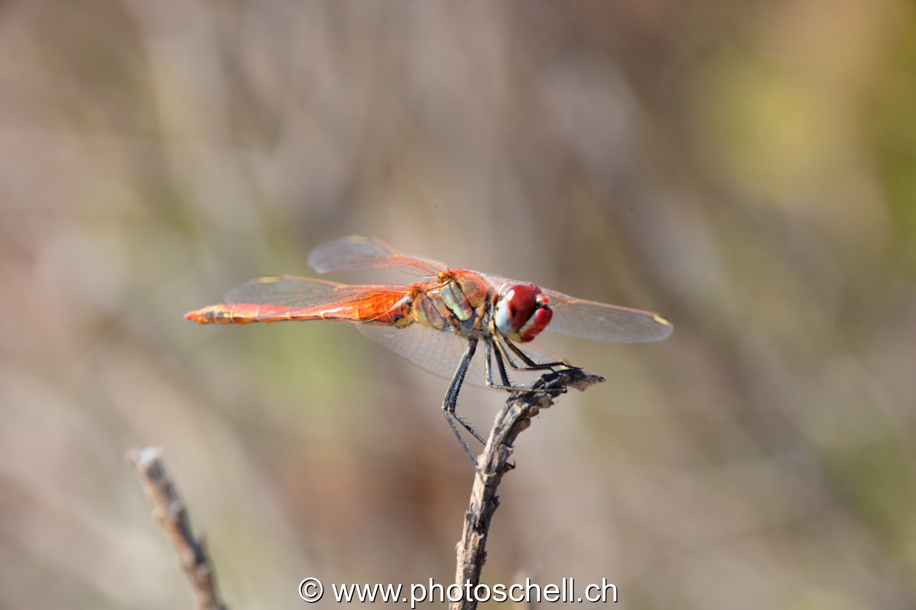Libellule (macro)
