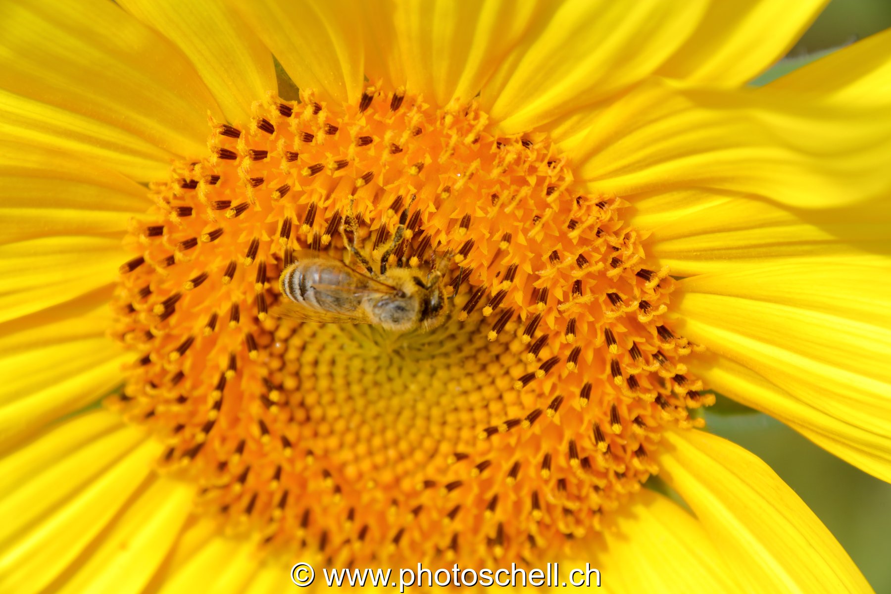 Abeille au coeur de la fleur