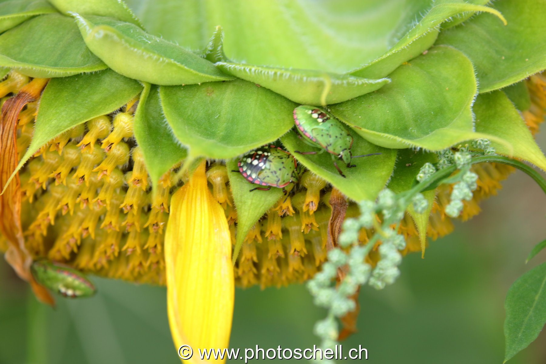 Insectes sur une fleurde tournesol