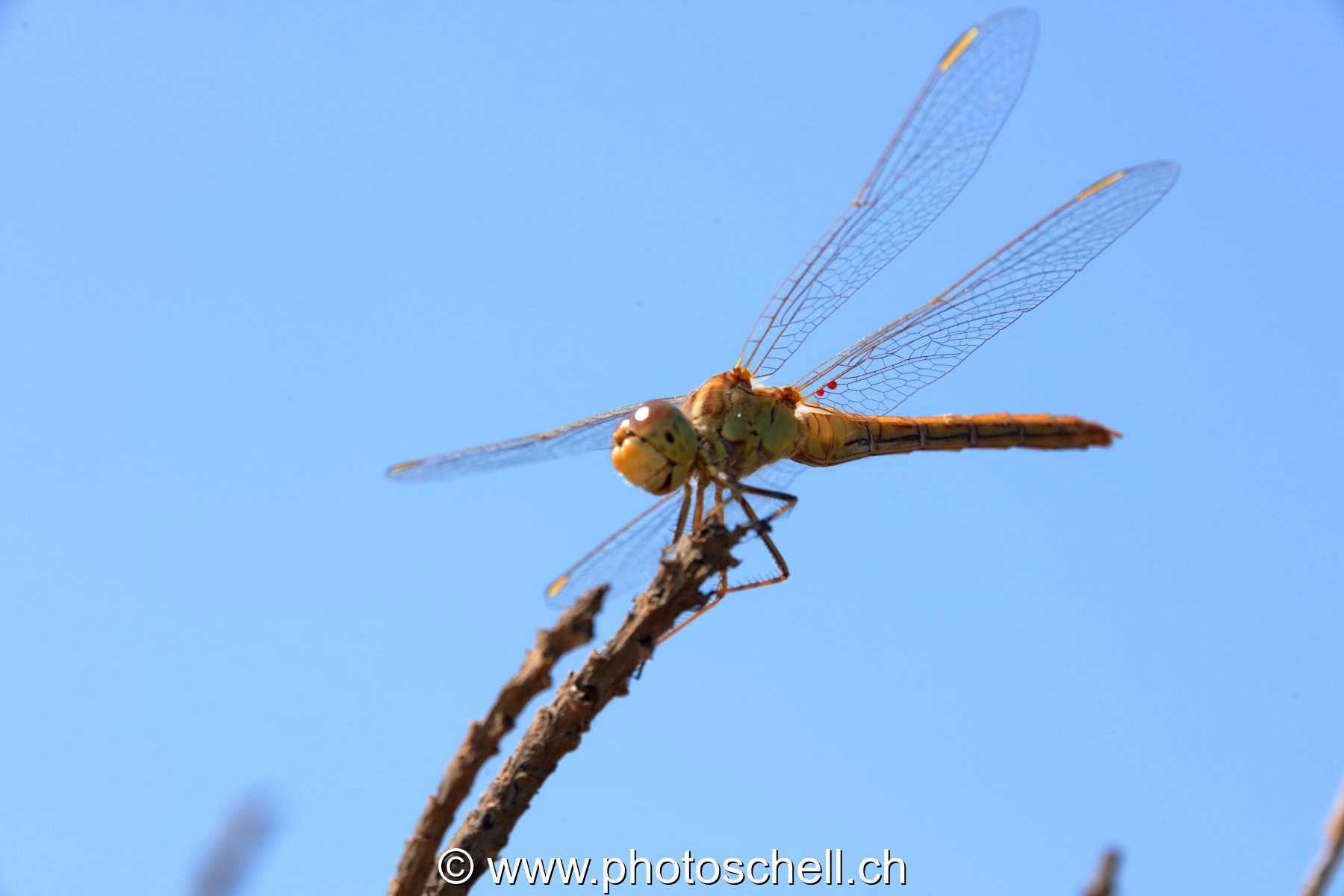 Libellule (macro)