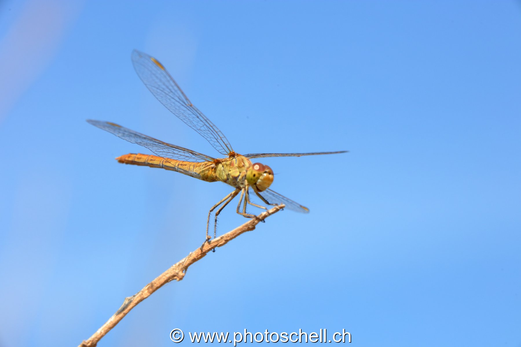 Libellule (macro)