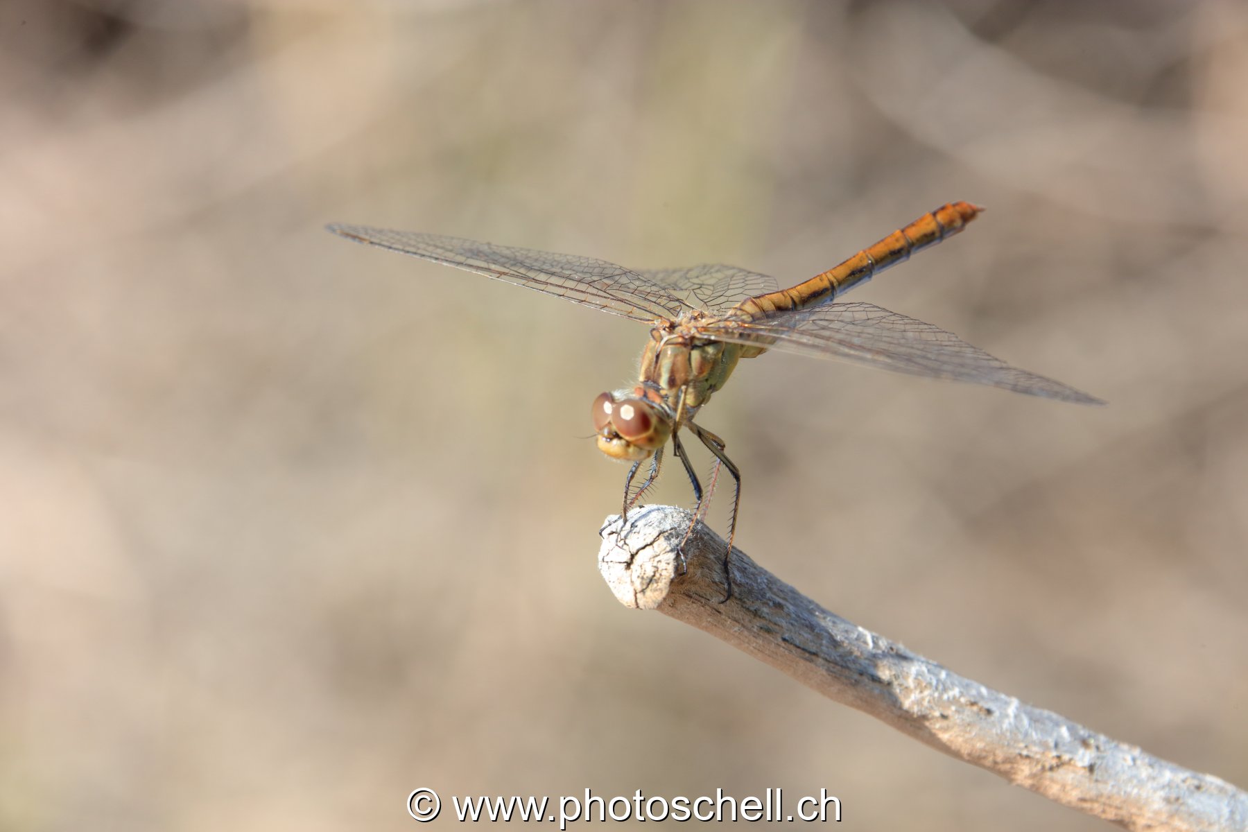 Libellule (macro)