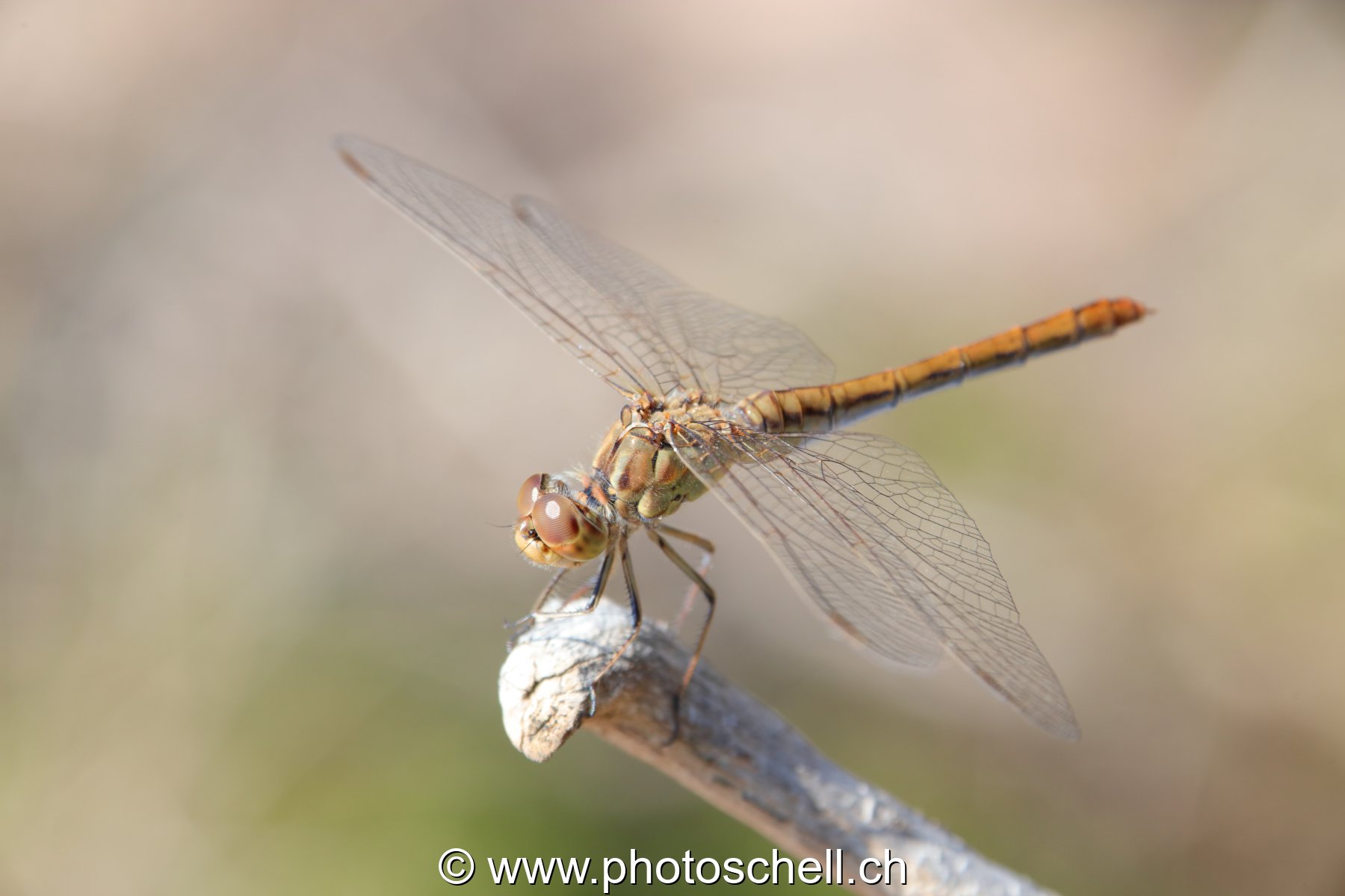 Libellule (macro)