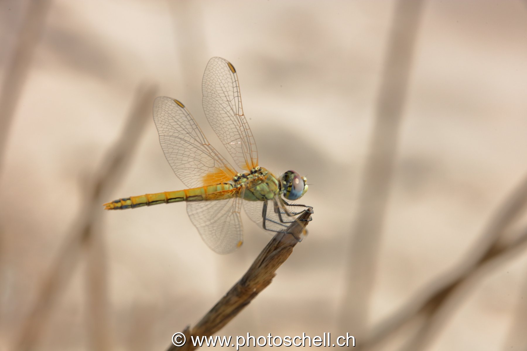 Libellule (macro)