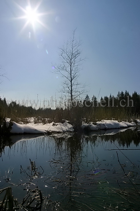 Soleil sur les tourbières au printemps