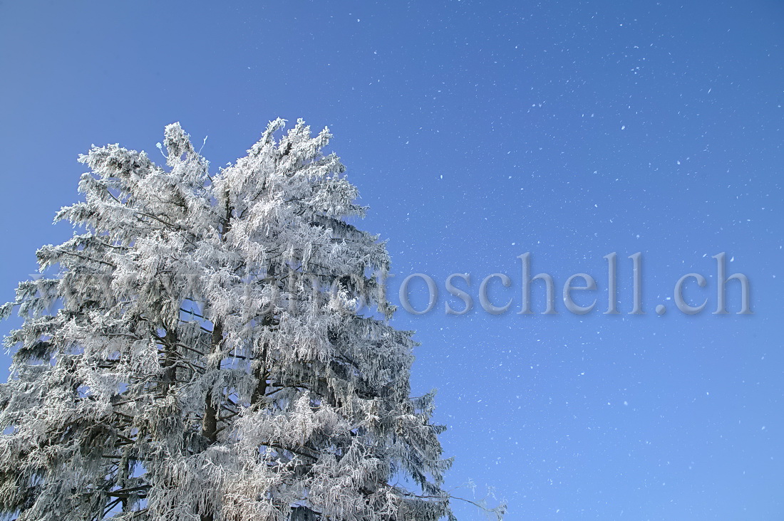 Le vent souffle la glace des sapins et projette des paillettes