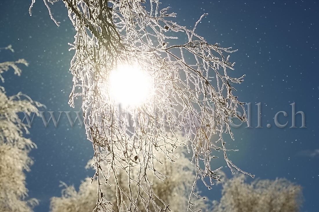 Soleil et givre sur une branche