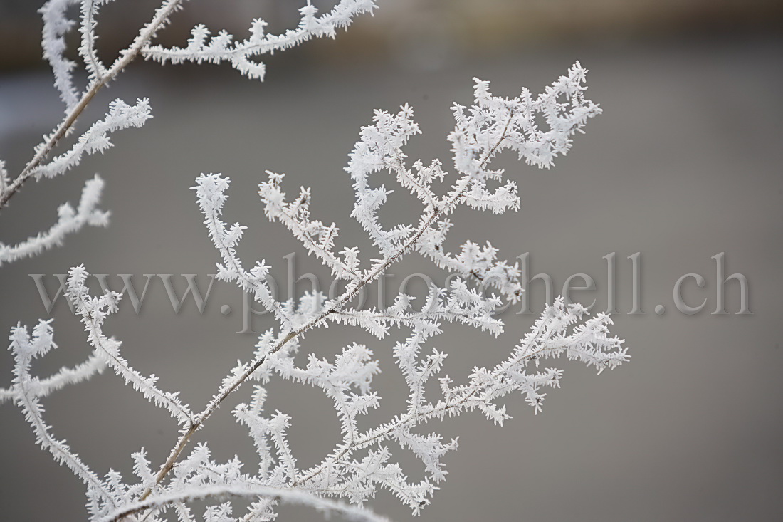 Fleurs de givre