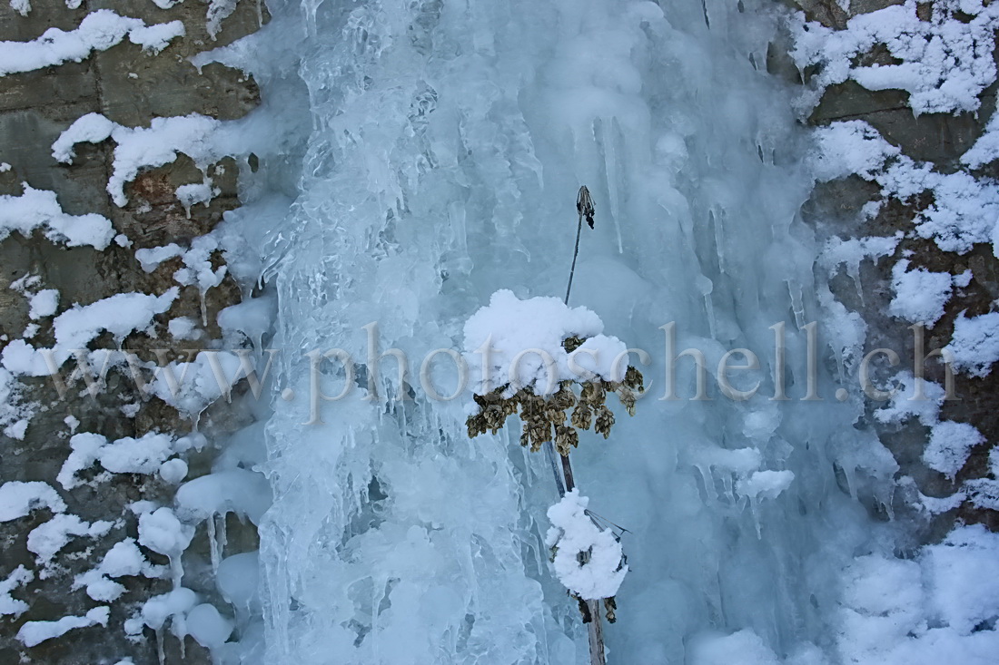 Fleur de neige sur fond de glace